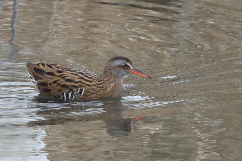 クイナ （４態-4）　山田池　枚方市　2015/02/02　Photo by Manda