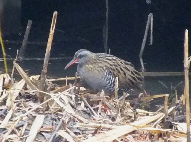 ʐ^_20140202@NCi@@s@Rcr@2014/02/02@Photo by Nagamura