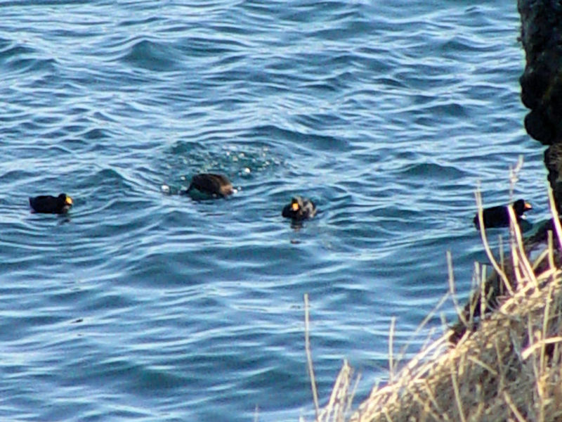 クロガモ 成鳥　霧多布　海道　2008/02/03　Photo by Kohyuh