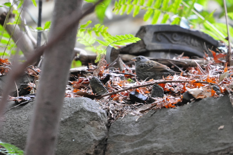 クロジ　石清水八幡宮周辺　男山　八幡市　2015/02/03　Photo by Takase