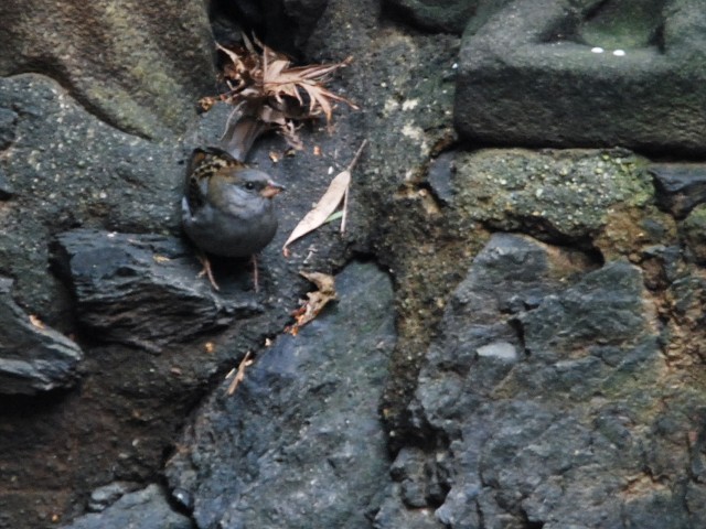 A NW@@jR@s@2011/02/05@ Photo by Takase