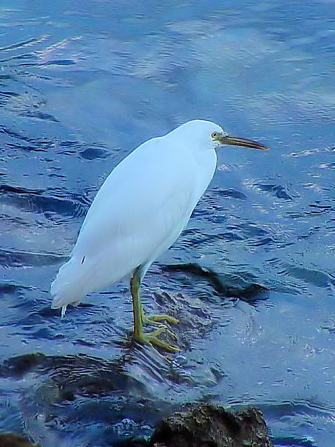 B NTM iF^j@@@[@ꌧ@2009/01/22@ Photo by Kohyuh