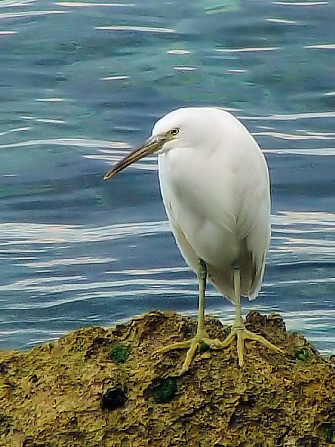 C NTM iF^j@@@[@ꌧ@2009/01/22@ Photo by Kohyuh