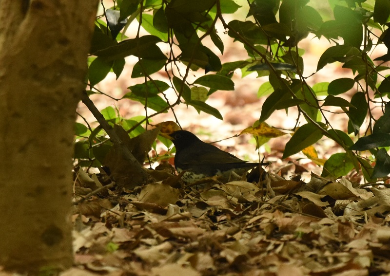 NcO~  iQ-1j@@ĉH@@2016/04/29@Photo by Hayashi