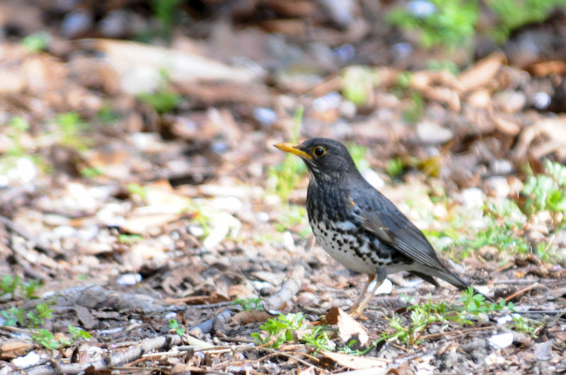 NcO~@iQ-1j@@ĉH@@2019/04/13@Photo by Kohyuh