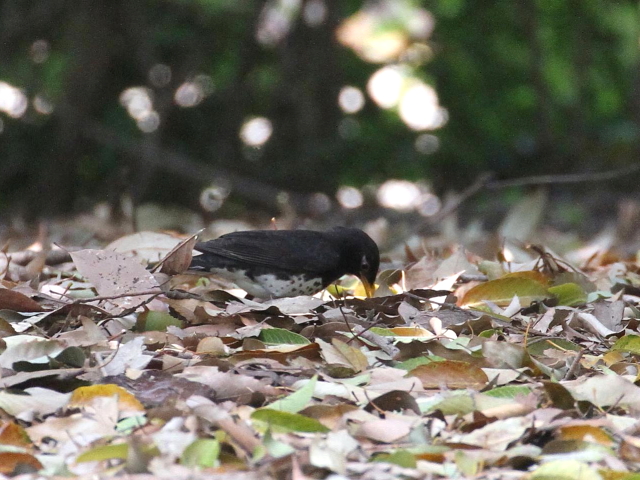 ʐ^-20140417@NcO~ @@ĉH@iS-1j@@2014/04/17@Photo by Manda