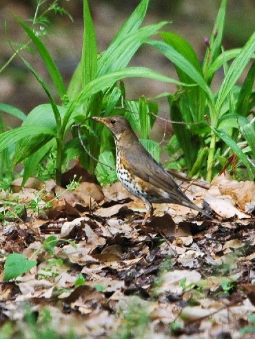 A-1 NcO~ @@ĉH@@2009/04/29@Photo by Takase
