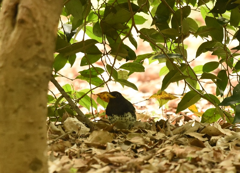 NcO~  iQ-2j@@ĉH@@2016/04/29@Photo by Hayashi