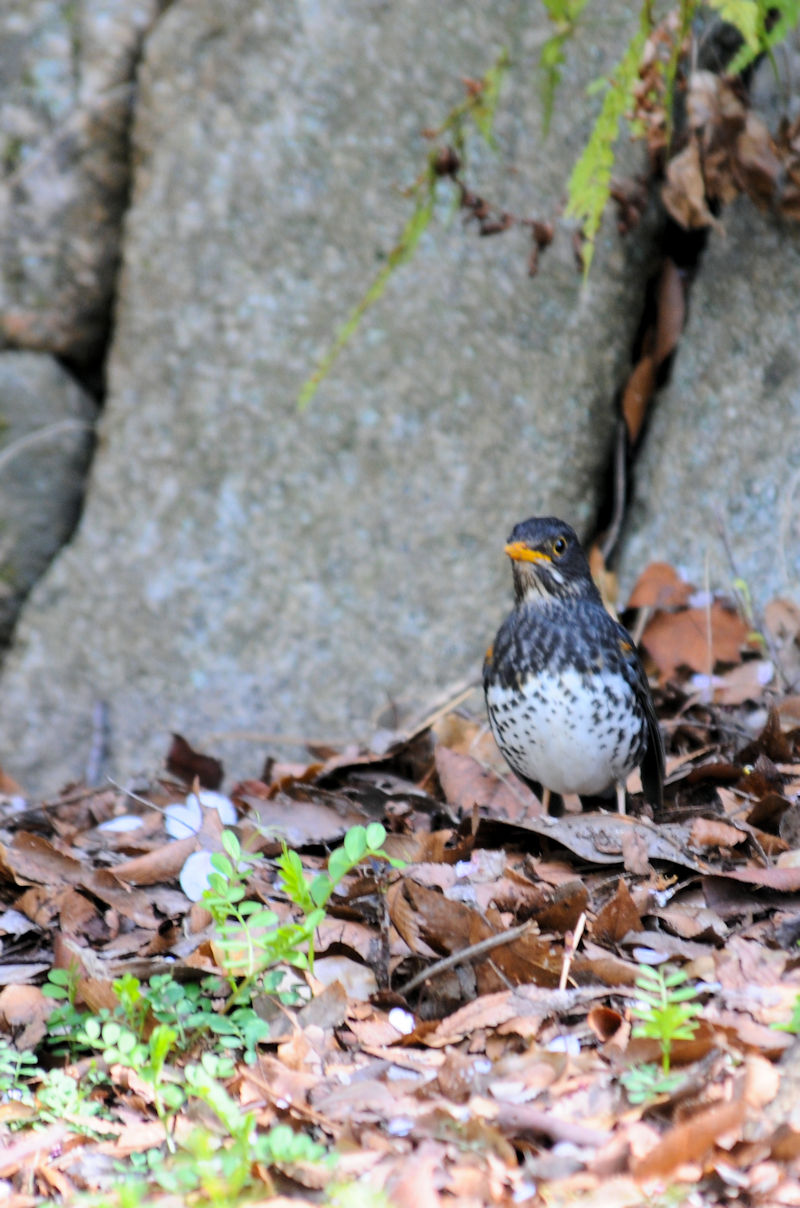 NcO~@iQ-2j@@ĉH@@2019/04/13@Photo by Kohyuh