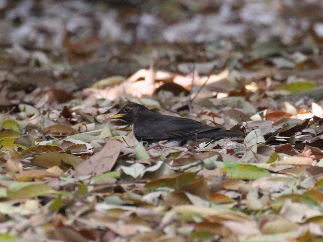 ʐ^-20140417@NcO~ @@ĉH@iS-2j@@2014/04/17@Photo by Manda