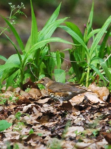 A-2 NcO~ @@ĉH@@2009/04/29@Photo by Takase