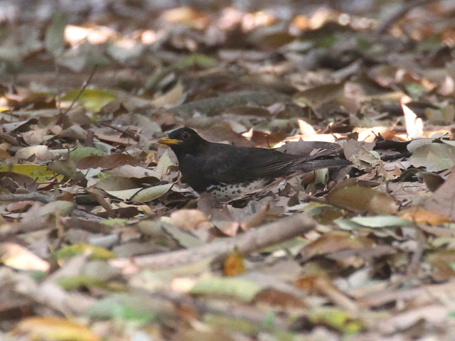 ʐ^-20140417@NcO~ @@ĉH@iS-3j@@2014/04/17@Photo by Manda