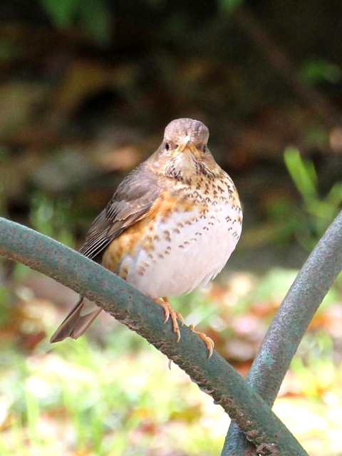 C NcO~ @@ĉH@@2013/04/19@Photo by Mand