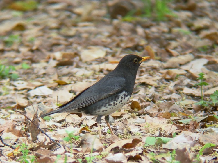 @ NcO~ @@ĉH@@2009/04/23@Photo by Takayama