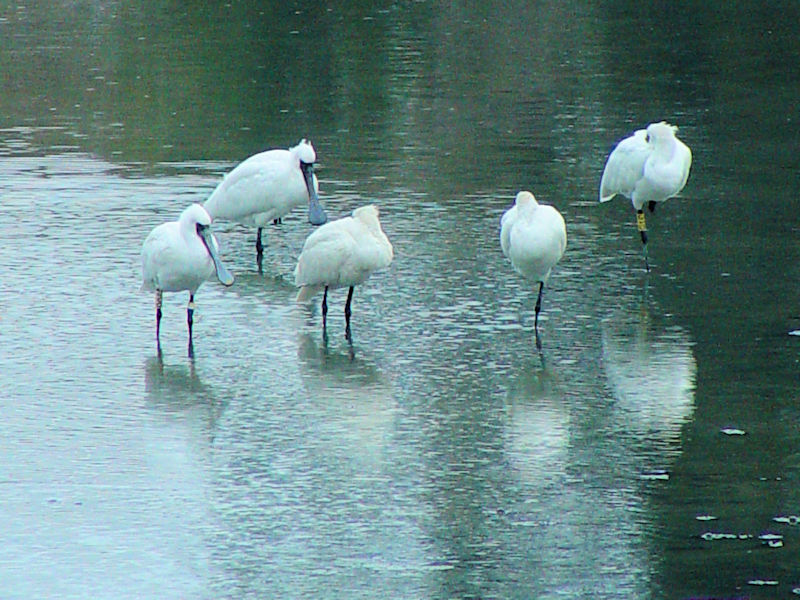 NcwTM  ~H@Opr@Ls@ꌧ@2009/01/21@Photo by Kohyuh