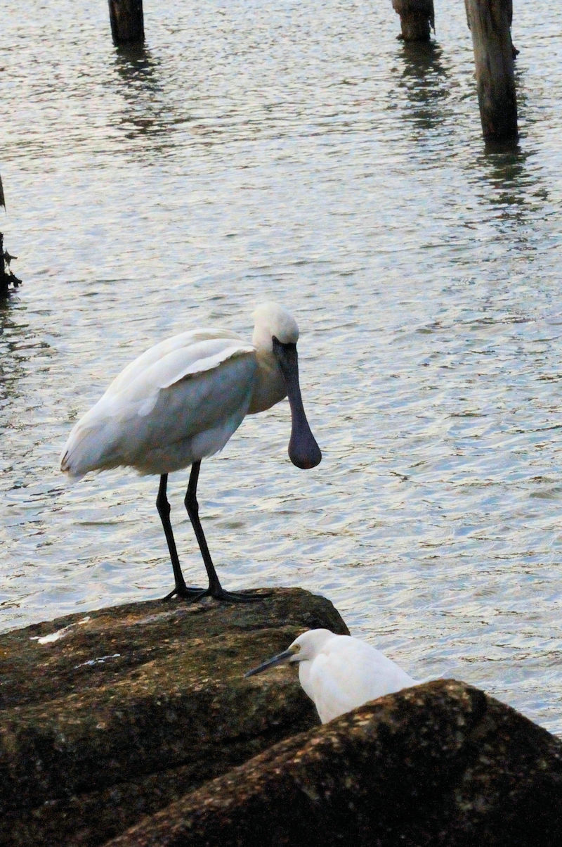 NcwTM  ~H@sՊC@s@2013/11/28@Photo by Kohyuh