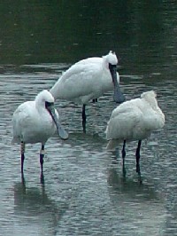 sNcNcNcwTMt@ʐ^̓NbNŊg傷