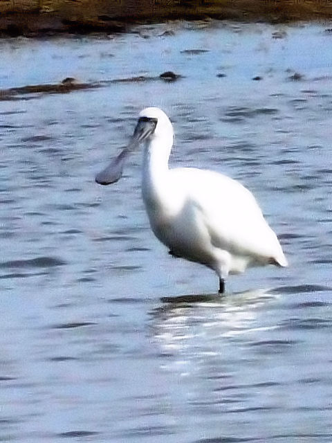 B NcwTM@@~H@er͌@F{2010/11/16@Photo by Kohyuh