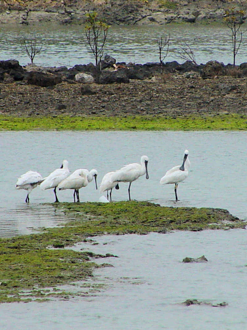 NcwTM  ~H@Opr@Ls@ꌧ@2009/01/21@Photo by Kohyuh