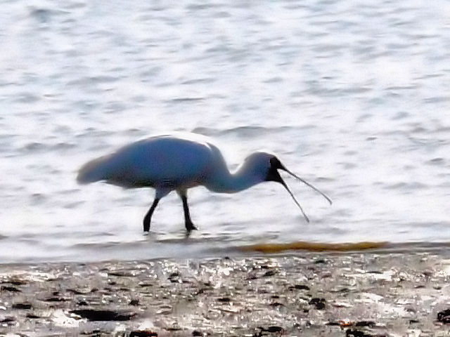 C NcwTM@@~H@er͌@F{2010/11/16@Photo by Kohyuh