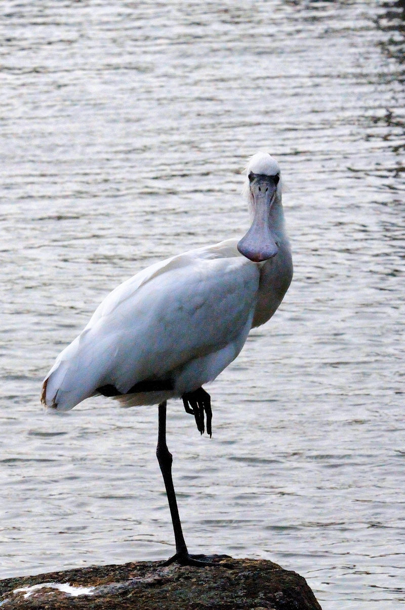 NcwTM  ~H@sՊC@s@2013/11/28@Photo by Kohyuh