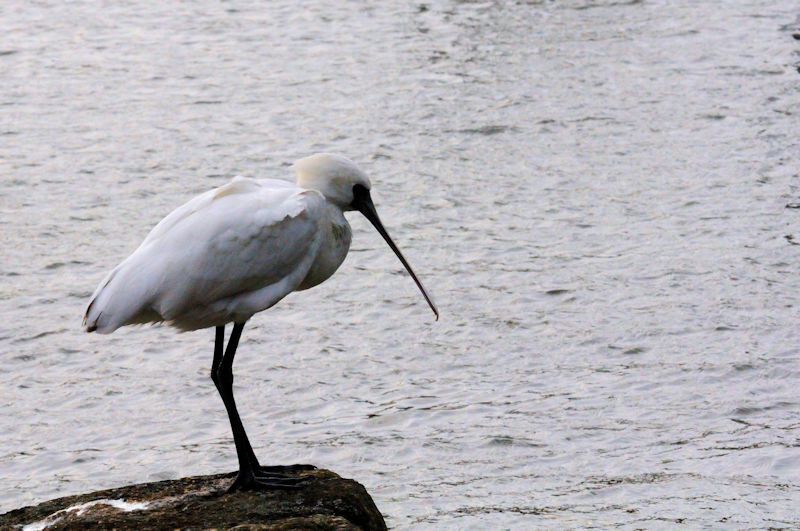 NcwTM  ~H@sՊC@s@2013/11/28@Photo by Kohyuh