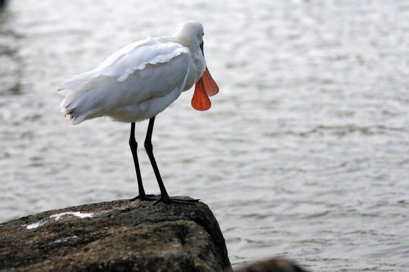 NcwTM  ~H@sՊC@s@2013/11/28@Photo by Kohyuh