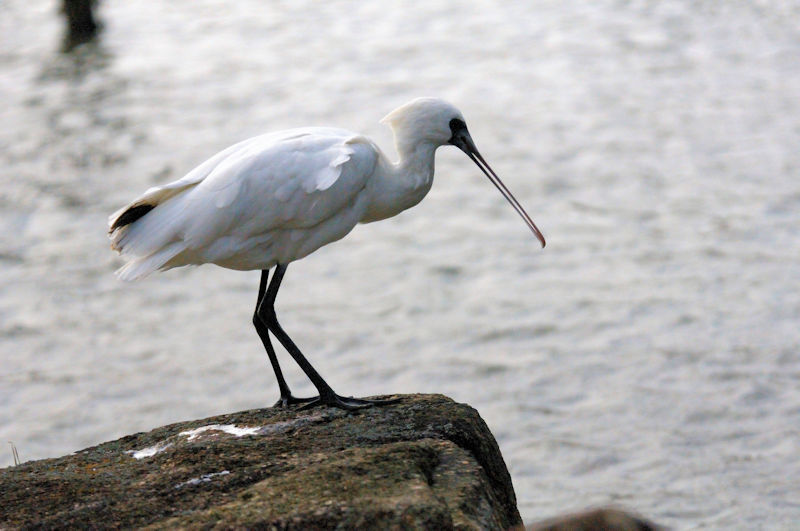 NcwTM  ~H@sՊC@s@2013/11/28@Photo by Kohyuh