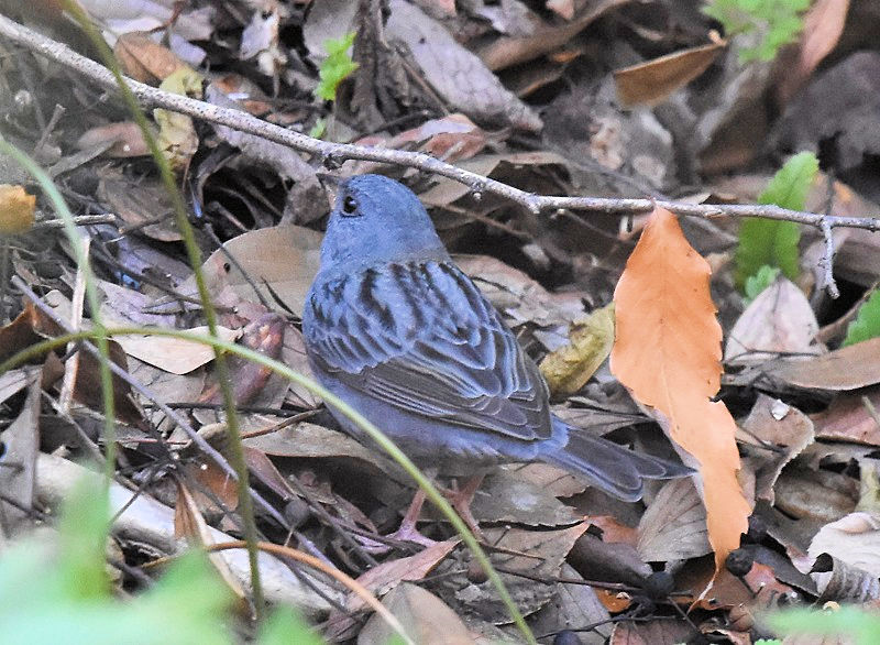 クロジ♂（４態-1）　男山　八幡市　2017/12/13　Photo by Hayashi