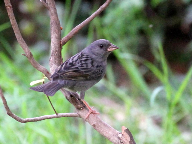 ʐ^-20140416@NW  iR-1j@@2014/04/16@ Photo by Manda@iʐ^񋟁F@ݓcj