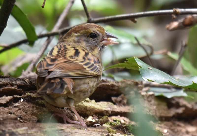 クロジ（８態-5）　男山　八幡市　2017/12/13-2018/04/01　Photo by Hayashi　（写真提供：　林）