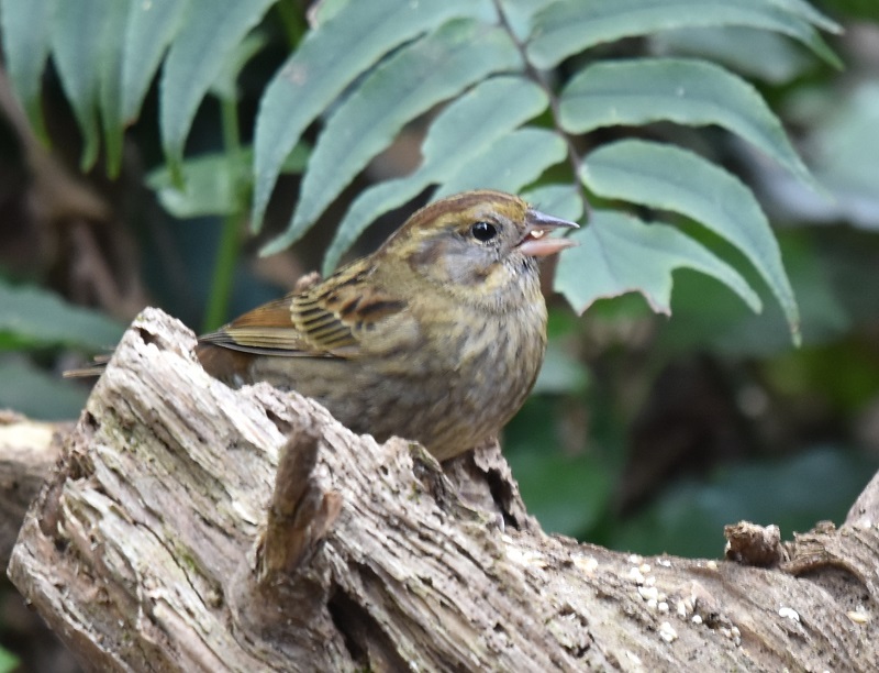 NWiQ-1j jR@s Photo by Hayashi iʐ^񋟁F@сj