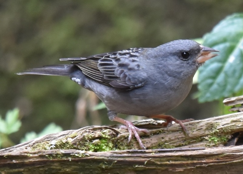 クロジ（８態-1）　男山　八幡市　2017/12/13-2018/04/01　Photo by Hayashi　（写真提供：　林）