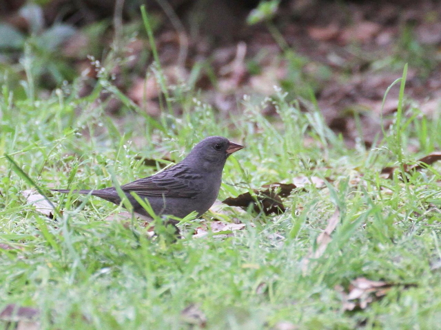 ʐ^-20140416@NW  iR-2j@@2014/04/16@ Photo by Manda@iʐ^񋟁F@ݓcj