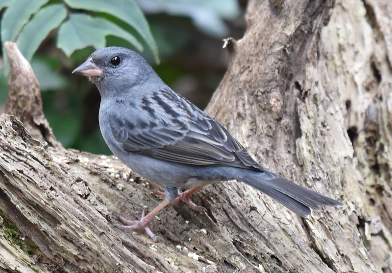 クロジ（８態-2）　男山　八幡市　2017/12/13-2018/04/01　Photo by Hayashi　（写真提供：　林）