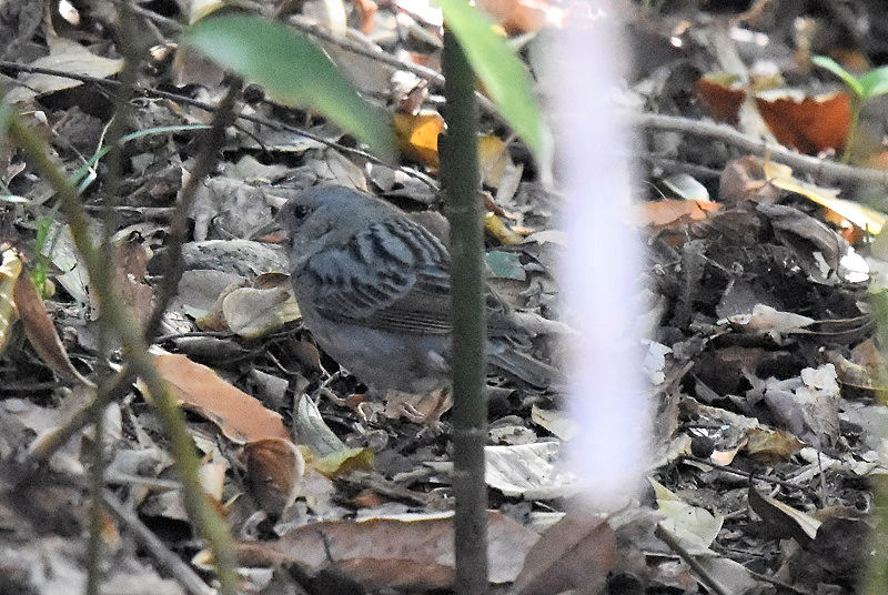 クロジ♂（４態-3）　男山　八幡市　2017/12/13　Photo by Hayashi