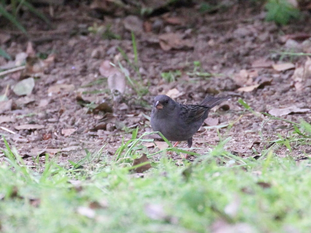 ʐ^-20140416@NW  iR-3j@@2014/04/16@ Photo by Manda@iʐ^񋟁F@ݓcj