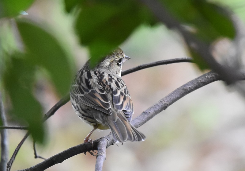 クロジ（８態-7）　男山　八幡市　2017/12/13-2018/04/01　Photo by Hayashi　（写真提供：　林）