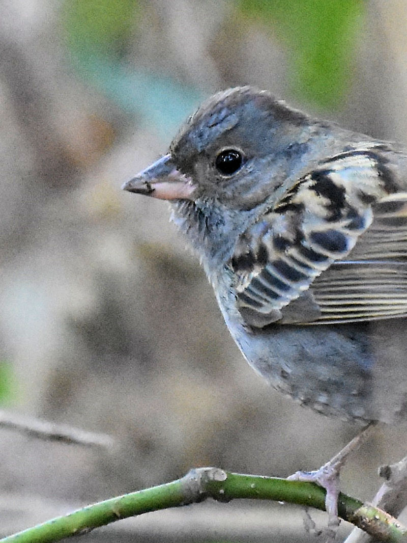 クロジ（８態-3）　男山　八幡市　2017/12/13-2018/04/01　Photo by Hayashi　（写真提供：　林）