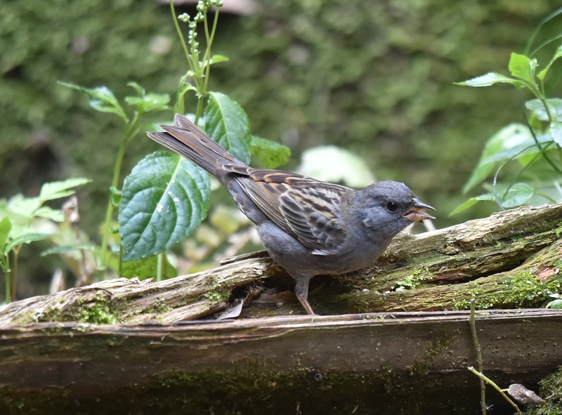 NW~HiQ-1j jR@s Photo by Hayashi iʐ^񋟁F@сj