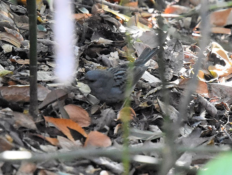 クロジ♂（４態-4）　男山　八幡市　2017/12/13　Photo by Hayashi