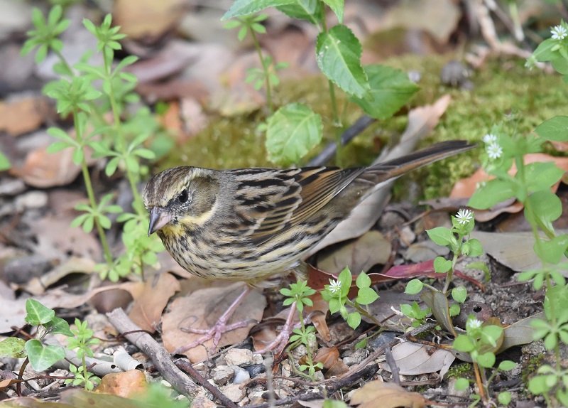 クロジ（８態-8）　男山　八幡市　2017/12/13-2018/04/01　Photo by Hayashi　（写真提供：　林）
