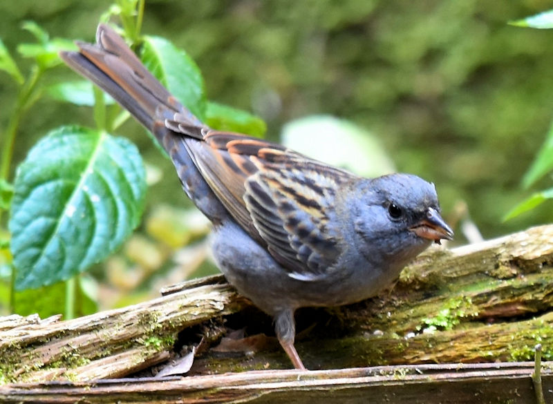 クロジ（８態-4）　男山　八幡市　2017/12/13-2018/04/01　Photo by Hayashi　（写真提供：　林）