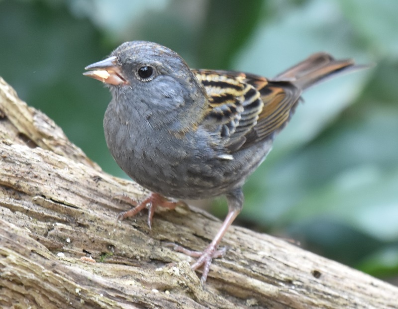 NW~HiQ-2j jR@s Photo by Hayashi iʐ^񋟁F@сj