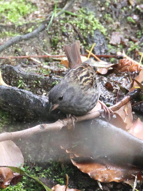 C NW@@ s@ 2013/04/17@ Photo by Manda