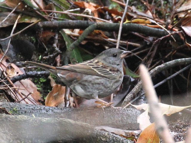 B NW@@ s@ 2013/04/17@ Photo by Manda