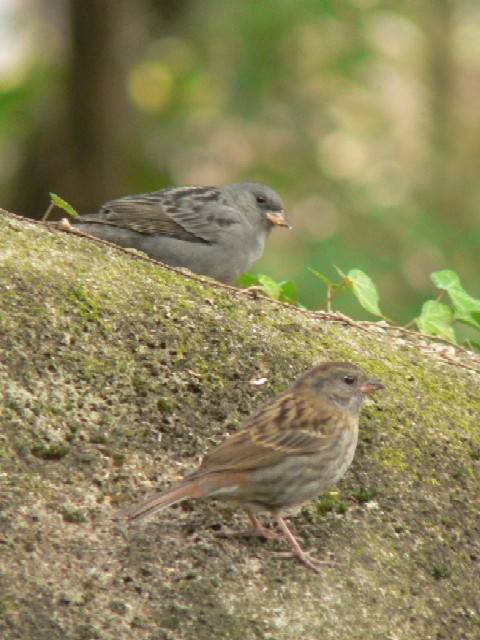 @ NW iDj@s@2007/03/20@ Photo by Takase