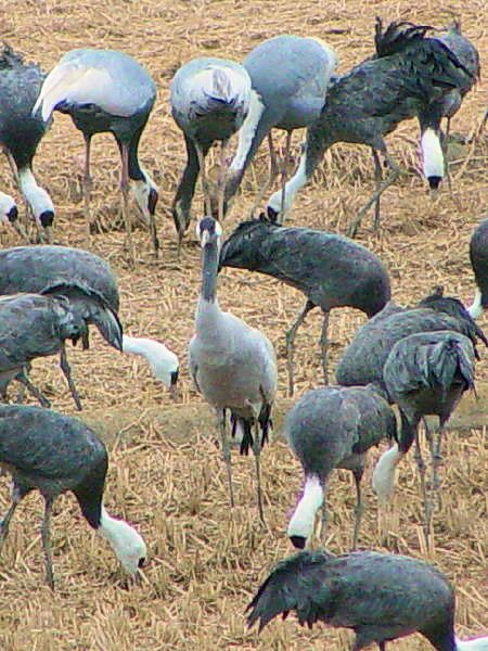 @ @os@ߓW]O@2005/01/22@Photo by Kohyuh