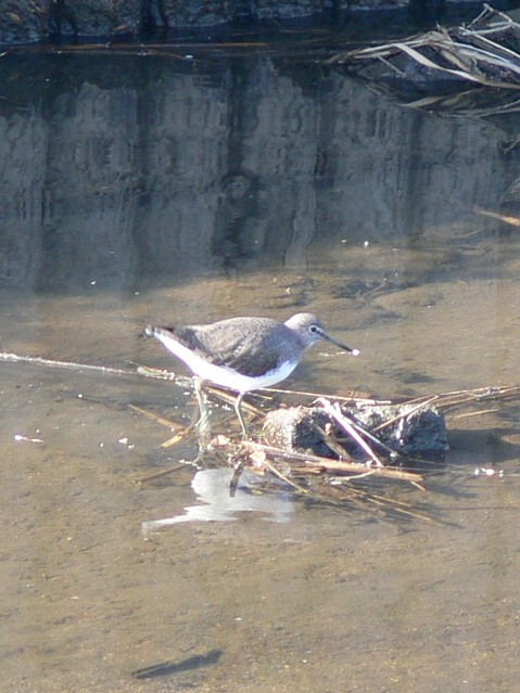 @ NTVM@@@s@J@2005/12/25@Photo by Takayama@iʐ^񋟁F@Rj