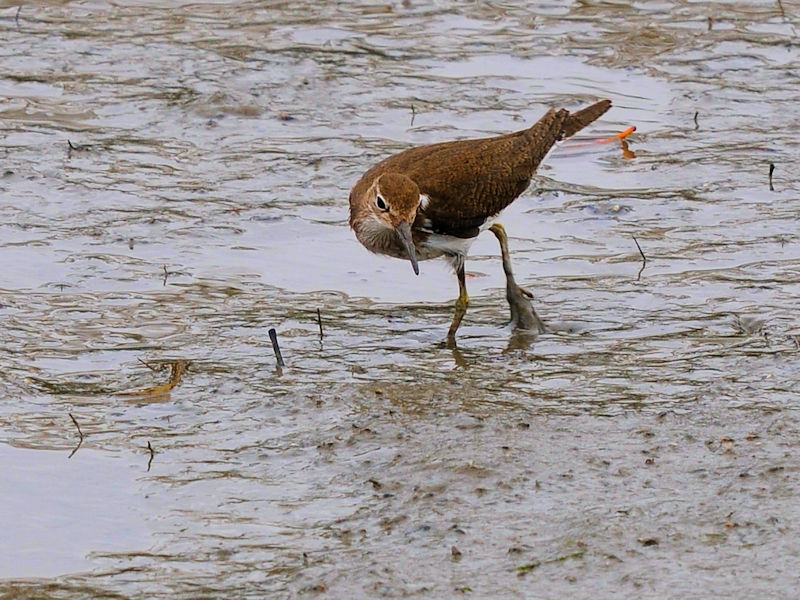 NTVM@@@Opr@Ls@ꌧ@2023/02/06@Photo by Kohyuh